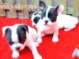 FRENCH BULLDOG YAVRULAR İZMİR